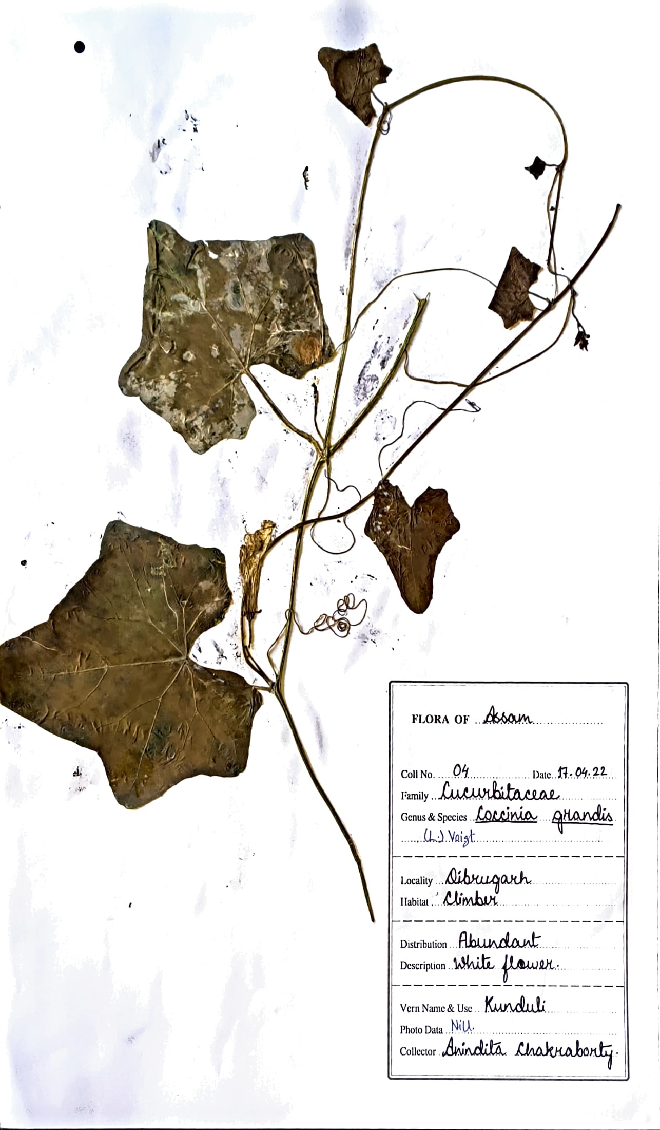 Kunduli (Ass.) (Herbarium)